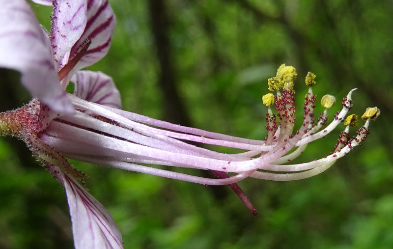 Dictamnus albus (Rutaceae)